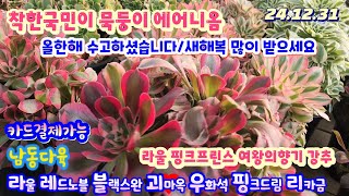 남동다육(1)에어니옴 묵둥이/착하게/올한해 고생하셨어요 새해복 많이 받으스시고 대박나세요