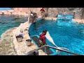 2025 01 25 ベルーガの公開トレーニング【11 00の回】@名古屋港水族館