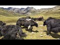 the huge group of yak....come with hungry