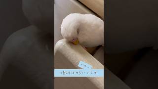 白いインコ🕊️大換羽*筆毛つくつくにもめげない日々。🥹💗