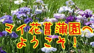 わたくしの花菖蒲（はなしょうぶ）園へようこそ(妄想）！