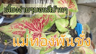 เลี้ยงง่ายๆบอนพื้นบ้าน #บอนสีทองพันชั่ง #บอนสีโบราณควรอนุรักษ์ไว้ caladium