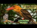 Amazing Kingfishers of Sundarban | The Brown Winged Kingfisher | Facts Diet Reproduction & Habitat