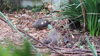 キジバト　幼鳥　巣立ち後15日目　どうしたの　大丈夫？