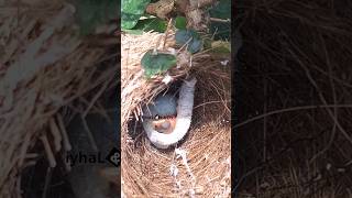 Leaf caterpillars bite baby bird's neck