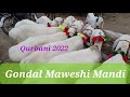 Gondal Mandi Attock update 4 July 2022.. Dumba Bakra rates