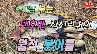 대호만 적서리 가지수로의 월척붕어들