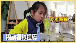 小艾家的鹦鹉第1次下蛋，爸妈把蛋捏碎了，小艾很生气【吃饭睡觉逗艾艾】