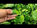 ਸਰੋਂ ਦੇ ਵਧੇਰੇ ਝਾੜ ਲਈ ਇਹ ਕੰਮ ਕਰੋ • sarso ki kheti karne ka tarika mustard farming agri advice