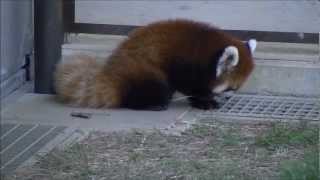 くるくるしっぽの赤ちゃんレッサーパンダin茶臼山 Curly tailed Baby Red Panda.