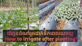 How to irrigate after planting -ការស្រោចទឹកដំណាំក្រោយពីដាំរួច