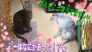 猫のイタズラのレベル？？　サバンナキャットのイタズラ　　サバンナキャット ラグドールノルウェージャン