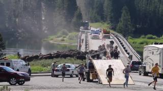 Yellowstone Buffalo Stampede Attack!(FATAL)