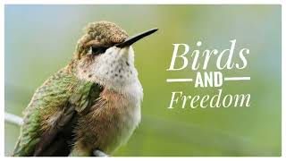 Birds And Freedom