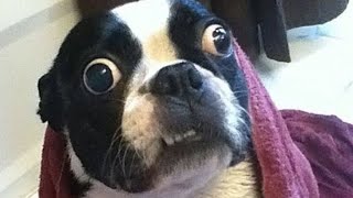 Hysterical Dog Moments Caught on Camera | Funny Dogs 2022