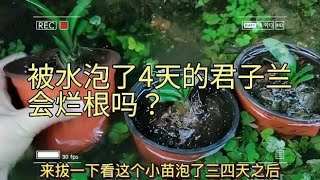 被水泡了4天的君子兰会烂根吗？