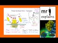 mr i explains: Protein Synthesis Part 2 – Translation