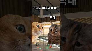 POV: 나도 가방에 넣어서 데려가 현실편 #고양이밈