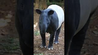 এই জন্তুবিধ চিনি পোৱানে ? Tapir | Animals #youtubeshorts #ytshorts #animals