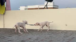 Rajapalayam dog puppy 60 days old playing ! RAMBO , PARKER.#rajapalayamdogs #rajapalayampuppy #dogs