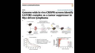 1024-GATOR1 Complex role in MYC-Driven Lymphomagenesis