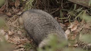 たぬき　（多摩動物公園）4K