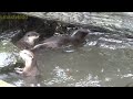 遊びまわるカワウソの家族　cute small clawed otter family 242 【智光山公園こども動物園】