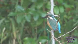 【野鳥観察】東京・町田市に流れる恩田川で野鳥観察～～カワセミ、カルガモ、コサギなど撮影。4K機器対応