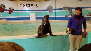 170325新屋島水族館アシカショー７