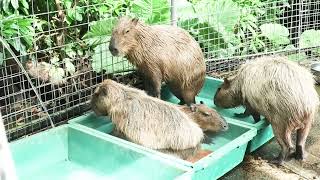 打たせ湯ってこわい？　Capybara is \