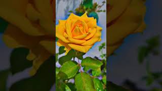 Yellowrose#homegardening#rose#likeandsubscribe #naturelovers#short# gardening#roseplants