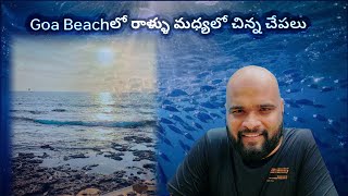 గోవాలో రాళ్ల మధ్య చిన్న చిన్న చేపలు l #goa #beach