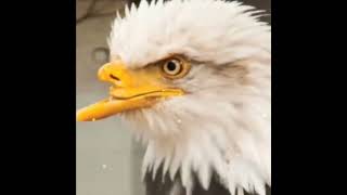 चील ने अपनी ही चोंच क्यों तोड़ दी? Why did the eagle break its own beak? #shorts #shortvideo