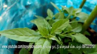 இந்த கீரையை ஈசியா வளர்ப்பது எப்படி - சென்னையிலிருந்து பாரதி.