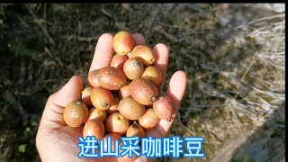 马来西亚农村生活系列 采收咖啡Harvest Liberica Coffee in Malaysia 马来西亚特有品种 丽比利卡 咖啡