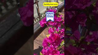 Bougainvillea Care Tips | फूलों से भर जाएगा बोगेनविलिया #organicgardening