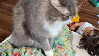 娘が寝ているうちに自由に行動する猫　ノルウェージャンフォレストキャットA cat that acts freely while her daughter is sleeping. Norwegian.