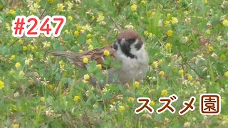 スズメさんの日常#247/神奈川県