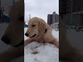 ゴールデンレトリバーのロト初めての雪 ゴールデンレトリバー ロト 犬 犬のいる暮らし 犬と猫 犬と雪