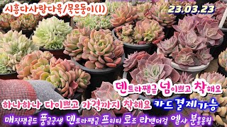 시흥다사랑다육(1)덴트라쨈금 넘착하네요.메비나금.풍금군생.백봉.매직쨈골드.라벤더걸.프리티.로조.엘샤.분홍용월.아쿠아리스.독샴.설탕공주