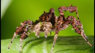 L'araignée aux 3 super-pouvoirs - ZAPPING SAUVAGE