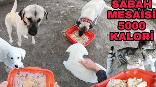 KÖYDE SABAH İŞLERİ~5000 KALORİ ~TAM KADRO BAKIM