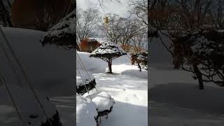 雪吊り　雪の重みで枝が折れないように保護　五稜郭公園　Yukiduri or snow-hanging prevents branches for breaking under snow weight