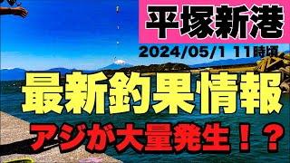 平塚新港釣果情報！コマセに群がるアジの群れ！サビキ好調！！