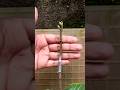 How To Grafting Guava Tree From Cutting at home | Grafting guava tree #shorts #youtubeshorts #guava