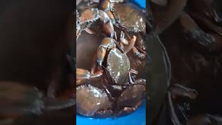 चिंबोरी | crab video | #crab #kekda #mudcrab #chimbori #fishingvideo #shorts #yt #shortfeed