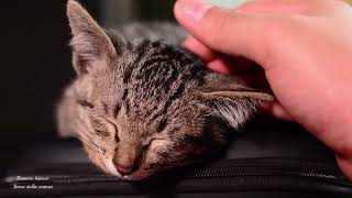 Healing vibrations 20 - 140 Hz. Relaxing purring of the cat, Purring cat therapy