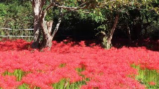 【彼岸花の開花状況】24/10/5  辻のヒガンバナ群生地（三好）満開でした   #広島県　#RedSpiderLily #花レポート