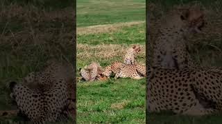 Cheetah Feast #Wildlife | #ShortsAfrica