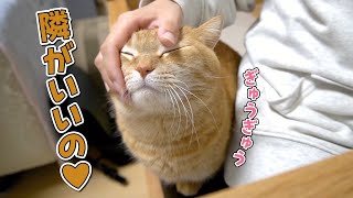 狭くても飼い主の隣に来て甘えたい猫が可愛すぎます！